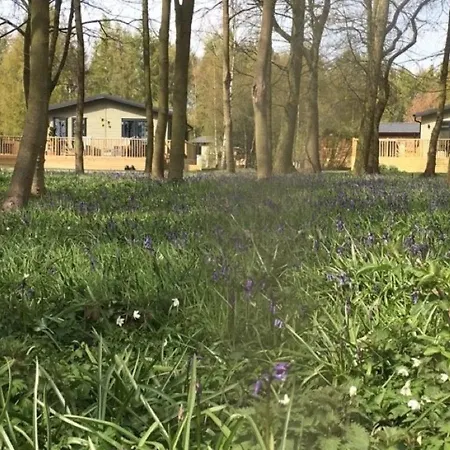 Hollicarrs - Stag York