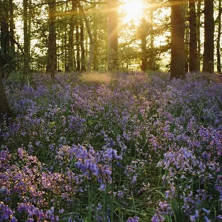 Domek letniskowy Hollicarrs - Stag