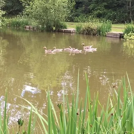 Hollicarrs - Stag * York