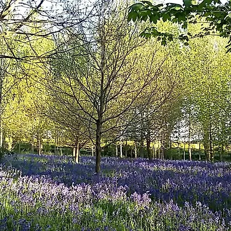 Hollicarrs - Stag York