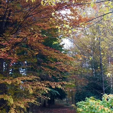 Hollicarrs - Stag * York