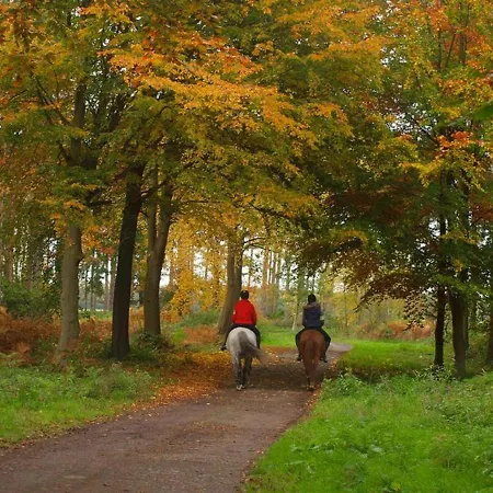 Hollicarrs - Stag * York