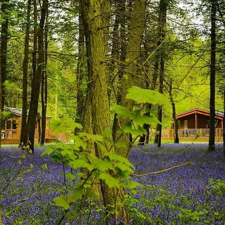 Hollicarrs - Stag Domek letniskowy York