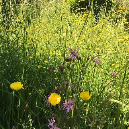 Domek letniskowy Hollicarrs - Stag